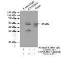 CSNK1G1 Antibody in Immunoprecipitation (IP)