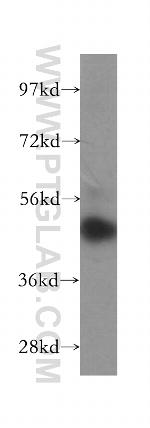 CSNK1G1 Antibody in Western Blot (WB)