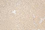 CSNK1G1 Antibody in Immunohistochemistry (Paraffin) (IHC (P))