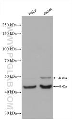 CSNK1G1 Antibody in Western Blot (WB)