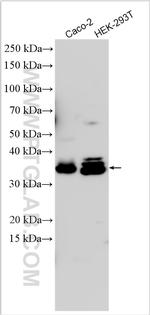 TOMM40L Antibody in Western Blot (WB)