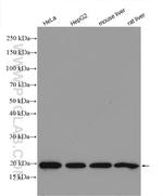 RPL23A Antibody in Western Blot (WB)
