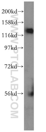 NFX1 Antibody in Western Blot (WB)