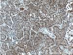 BANP Antibody in Immunohistochemistry (Paraffin) (IHC (P))