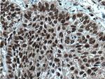 BANP Antibody in Immunohistochemistry (Paraffin) (IHC (P))