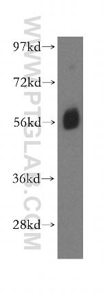 BANP Antibody in Western Blot (WB)