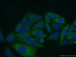 MOCOS Antibody in Immunocytochemistry (ICC/IF)