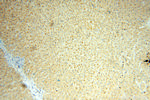 MOCOS Antibody in Immunohistochemistry (Paraffin) (IHC (P))
