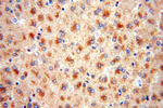 MOCOS Antibody in Immunohistochemistry (Paraffin) (IHC (P))