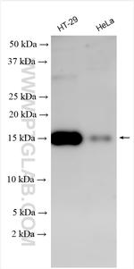SNCG Antibody in Western Blot (WB)