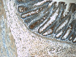 UBQLNL Antibody in Immunohistochemistry (Paraffin) (IHC (P))
