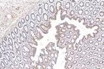 UBQLNL Antibody in Immunohistochemistry (Paraffin) (IHC (P))