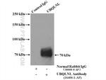 UBQLNL Antibody in Immunoprecipitation (IP)