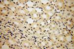 PISD Antibody in Immunohistochemistry (Paraffin) (IHC (P))
