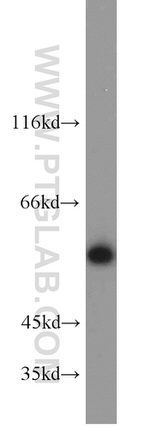 PISD Antibody in Western Blot (WB)