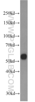 PISD Antibody in Western Blot (WB)