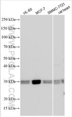 YIF1B Antibody in Western Blot (WB)