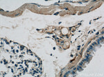 Biglycan Antibody in Immunohistochemistry (Paraffin) (IHC (P))