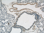 Biglycan Antibody in Immunohistochemistry (Paraffin) (IHC (P))
