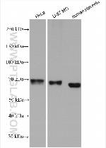 CERCAM Antibody in Western Blot (WB)