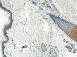 BCAT2 Antibody in Immunohistochemistry (Paraffin) (IHC (P))