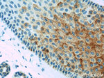 BCAT2 Antibody in Immunohistochemistry (Paraffin) (IHC (P))