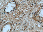 BCAT2 Antibody in Immunohistochemistry (Paraffin) (IHC (P))