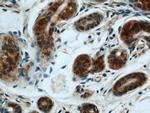 BCAT2 Antibody in Immunohistochemistry (Paraffin) (IHC (P))