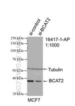 BCAT2 Antibody in Western Blot (WB)