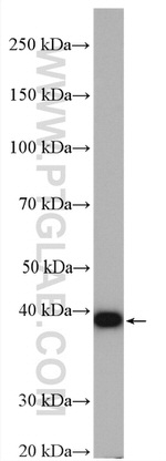 BCAT2 Antibody in Western Blot (WB)