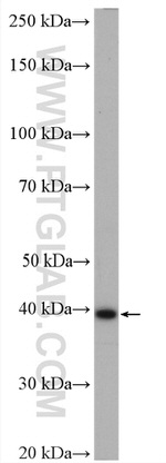 BCAT2 Antibody in Western Blot (WB)