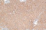 RNASE6 Antibody in Immunohistochemistry (Paraffin) (IHC (P))