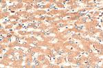RNASE6 Antibody in Immunohistochemistry (Paraffin) (IHC (P))