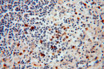 PAN2 Antibody in Immunohistochemistry (Paraffin) (IHC (P))