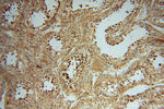 PAN2 Antibody in Immunohistochemistry (Paraffin) (IHC (P))