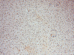 PAN2 Antibody in Immunohistochemistry (Paraffin) (IHC (P))