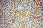 PAN2 Antibody in Immunohistochemistry (Paraffin) (IHC (P))