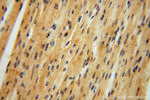 PAN2 Antibody in Immunohistochemistry (Paraffin) (IHC (P))