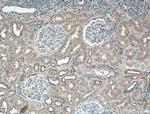 MRPS5 Antibody in Immunohistochemistry (Paraffin) (IHC (P))