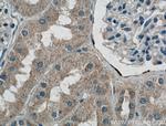 MRPS5 Antibody in Immunohistochemistry (Paraffin) (IHC (P))