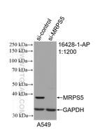 MRPS5 Antibody in Western Blot (WB)