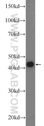 MRPS5 Antibody in Western Blot (WB)
