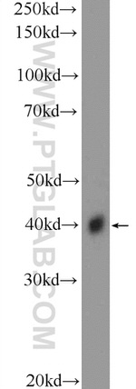 MRPS5 Antibody in Western Blot (WB)