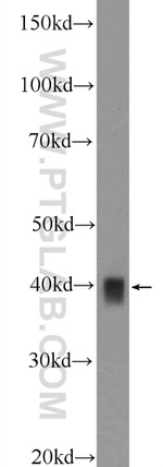MRPS5 Antibody in Western Blot (WB)