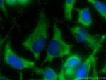 STYXL1 Antibody in Immunocytochemistry (ICC/IF)