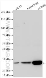STYXL1 Antibody in Western Blot (WB)