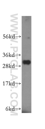 NIT2 Antibody in Western Blot (WB)