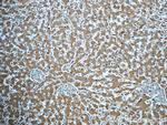 ORM1 Antibody in Immunohistochemistry (Paraffin) (IHC (P))