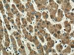ORM1 Antibody in Immunohistochemistry (Paraffin) (IHC (P))