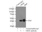 ORM1 Antibody in Immunoprecipitation (IP)